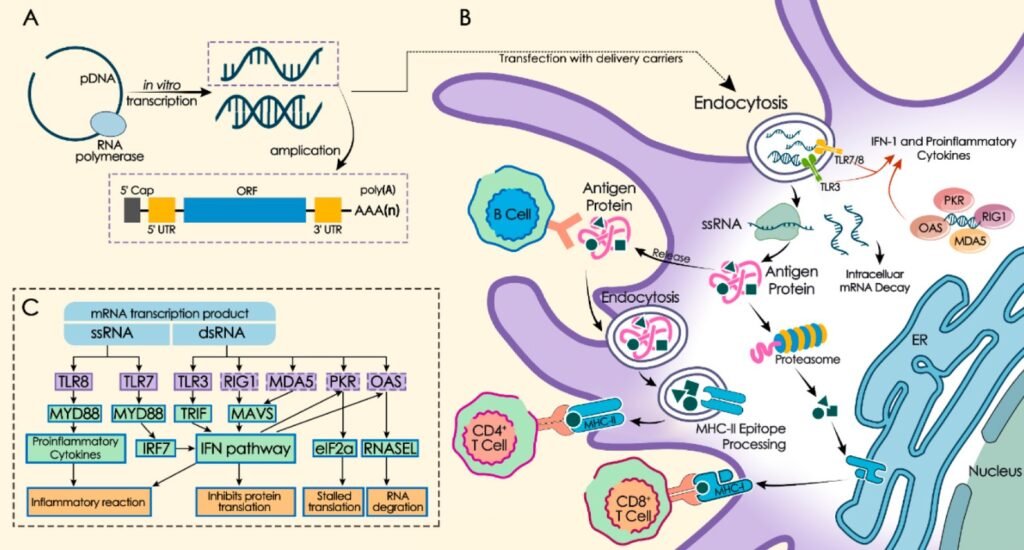 mRNA-1-1024x550 Revolutionary Breakthroughs: Top 05 Modern Medical Research Innovations Transforming Healthcare
