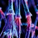 मानव DNA के सिरों पर मौजूद घिसते हुए Telomeres का सूक्ष्म दृश्य