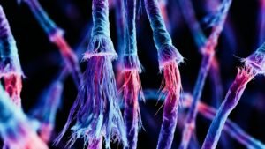 मानव DNA के सिरों पर मौजूद घिसते हुए Telomeres का सूक्ष्म दृश्य