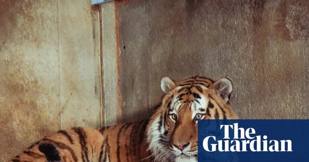 Wildlife park confirms tiger will not be euthanised after man mauled to death | Yorkshire Wildlife park confirms tiger will not be euthanised after man mauled to death | Yorkshire