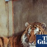 Wildlife park confirms tiger will not be euthanised after man mauled to death | Yorkshire