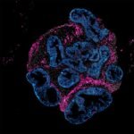 Intero Biosystems wants drugmakers to test on mini human intestines, not animals
