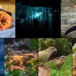 Exploring Aotearoa New Zealand’s lost world of weird and wonderful wildlife