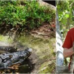Madras Crocodile Bank turns 50: How does this reptilian zoo run?