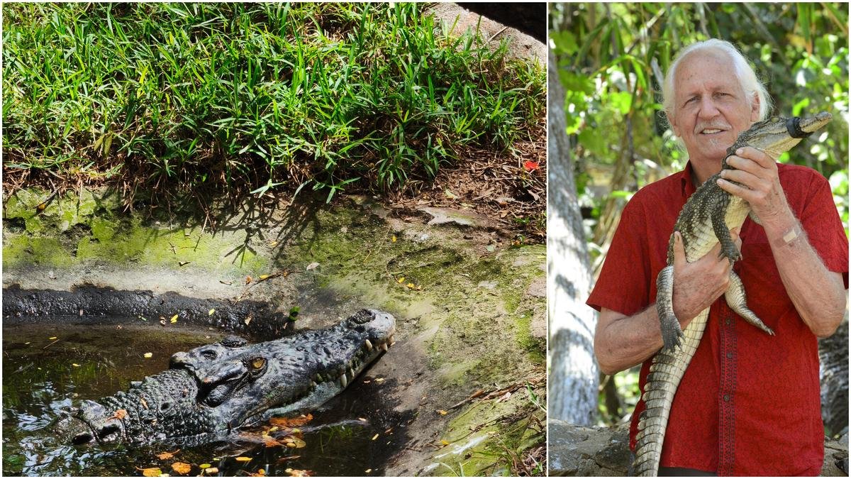 Madras Crocodile Bank turns 50: How does this reptilian zoo run?