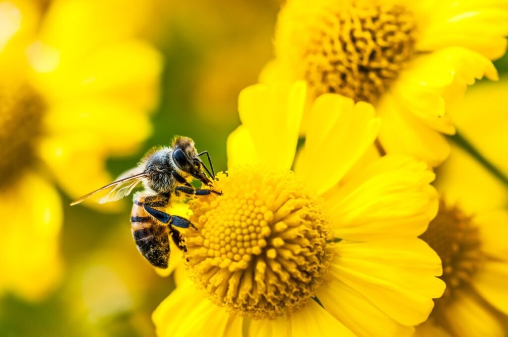 Amazon’s Bee launches two new personal AI devices, starting at 
