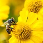 Amazon’s Bee launches two new personal AI devices, starting at 