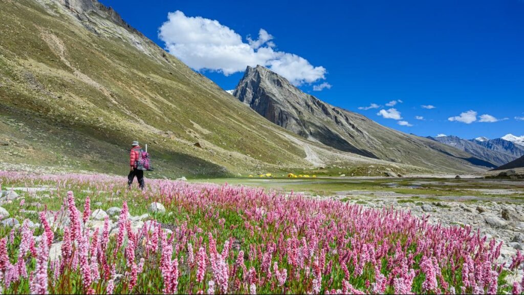 Best Wildflower Treks in India and Nepal for the Monsoon Flowering Season Best Wildflower Treks in India and Nepal for the Monsoon Flowering Season