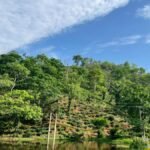 For a leaf-to-cup tea experience near Guwahati in Assam
