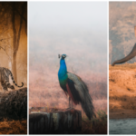 Chasing Tigers in Nagarhole During the Monsoon